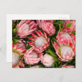 プロテア花写真はがき ポストカード (正面/裏面)