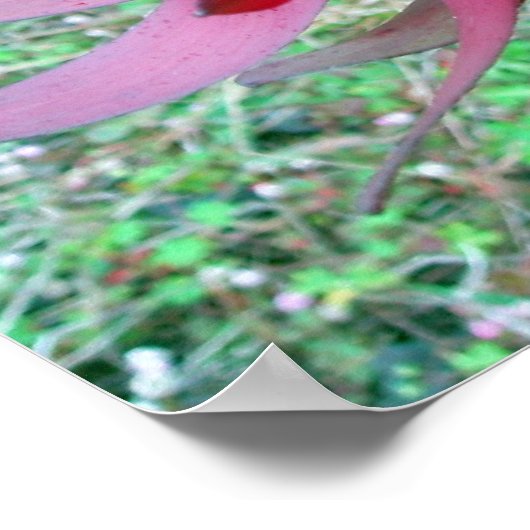 プロテア ポスター (角)