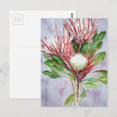 プロテア ポストカード (正面/裏面)