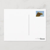 プロファイルで笑顔のラクダ ポストカード (裏面)