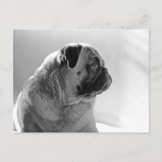 プロファイル内のPUG ポストカード (正面)