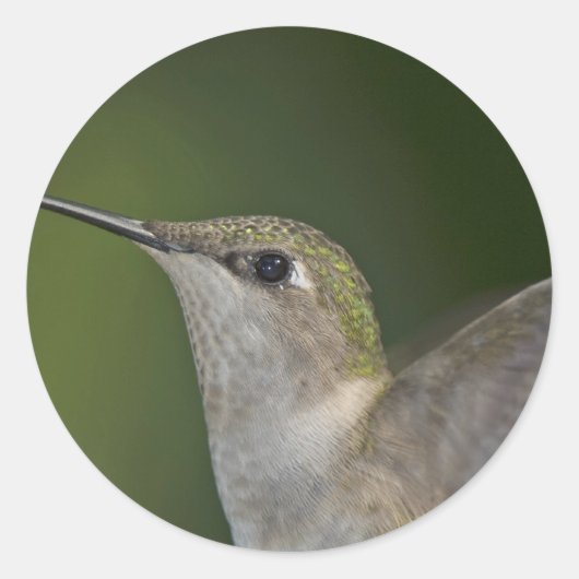 プロファイル ラウンドシール (正面)