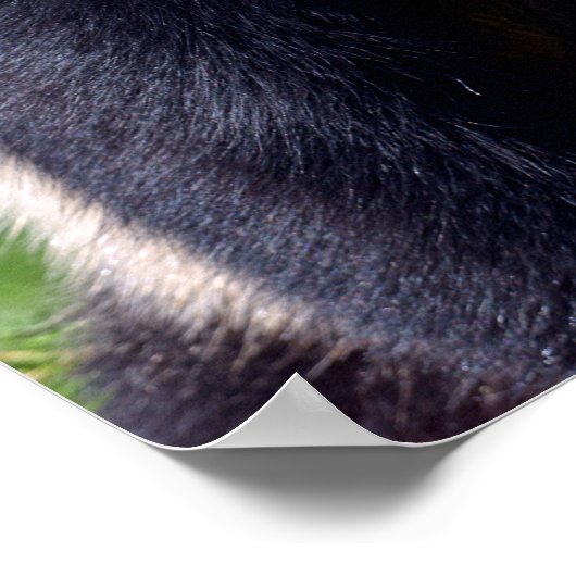 プロフィールから見たジャイアントパンダのクローズアップ ポスター (角)