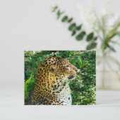 プロフィールから見たジャバンヒョウのポートレート シーズンポストカード (スタンド正面)