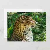 プロフィールから見たジャバンヒョウのポートレート シーズンポストカード (正面/裏面)