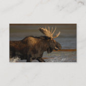 プロフィールか名刺、アメリカヘラジカ 名刺 (裏面)