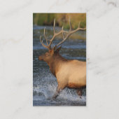 プロフィールか名刺、オオシカのしぶき 名刺 (裏面)