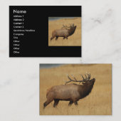 プロフィールか名刺、オオシカ 名刺 (正面/裏面)