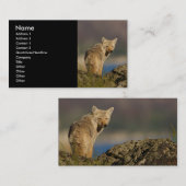 プロフィールか名刺、コヨーテ 名刺 (正面/裏面)