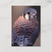 プロフィールか名刺、kestrel 名刺 (裏面)