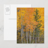 プロボリバーと《植物》アスペンツリー ポストカード (正面/裏面)