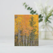 プロボリバーと《植物》アスペンツリー ポストカード (スタンド正面)