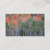 プロボリバーと《植物》アスペンツリー 名刺 (裏面)