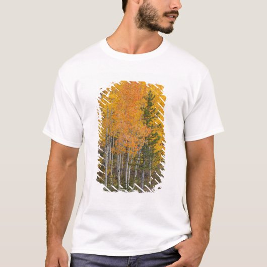 プロボ川とアメリカハクヤナギ Tシャツ (正面)