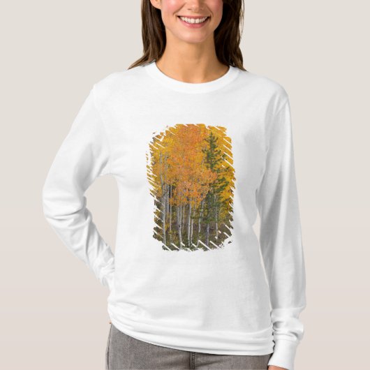 プロボ川とアメリカヤマナラシの木々 Tシャツ (正面)