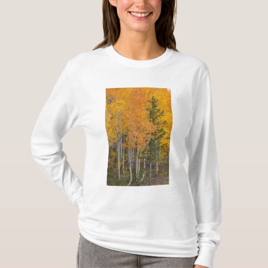 プロボ川とアメリカヤマナラシの木 Tシャツ (正面)