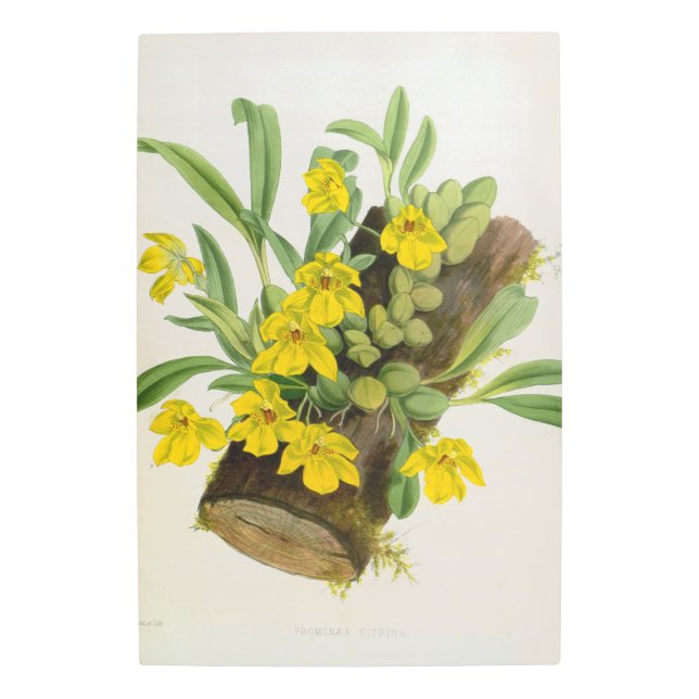 プロメネアシトリナヴィンテージリンデニアラン メタルプリント (正面)