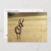 プロングホーン アンテロープ ワイルドライフ シリーズ #9 ポストカード (正面/裏面)