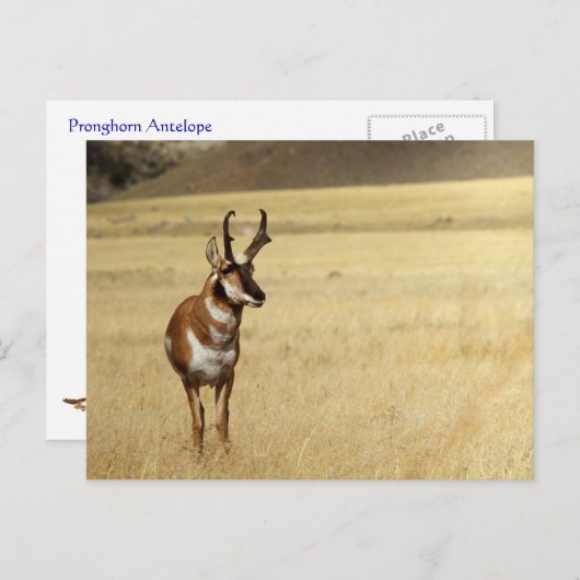 プロングホーン アンテロープ ワイルドライフ シリーズ #9 ポストカード (正面/裏面)