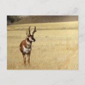 プロングホーン アンテロープ ワイルドライフ シリーズ #9 ポストカード (正面)