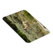 プロングポーンアットグランドテトン国立公園 マグネット (右側)