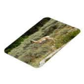 プロングポーンアットグランドテトン国立公園 マグネット (左側)