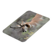 プロングルアンテロープバック | Grand Tetons マグネット (左側)