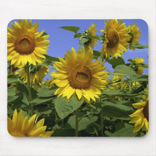 プロヴァンスのゴッホ マウスパッド (正面)