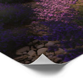 プロヴァンスのラベンダーの夢 ポスター (角)