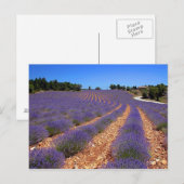 プロヴァンスのラヴァンドルフィールド ポストカード (正面/裏面)