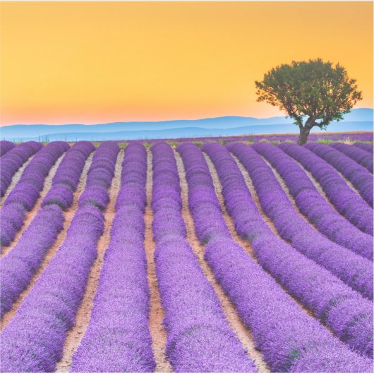 プロヴァンスの美しいラベンダー畑 シール (正面)