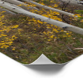 プロヴォリバーと《植物》アスペンの木 ポスター (角)