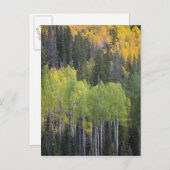 プロヴォリバーと《植物》アスペンの木 ポストカード (正面/裏面)