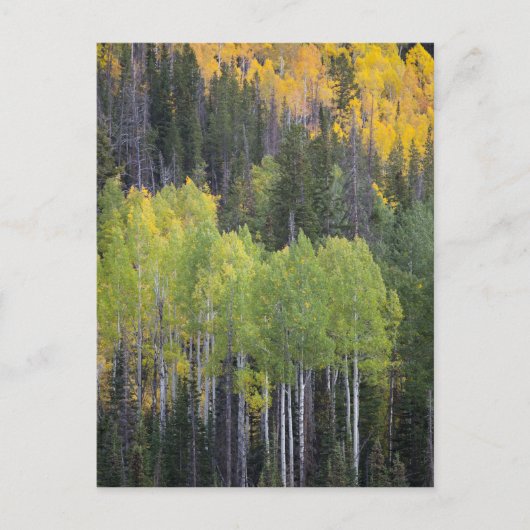 プロヴォリバーと《植物》アスペンの木 ポストカード (正面)