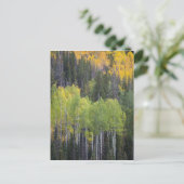 プロヴォリバーと《植物》アスペンの木 ポストカード (スタンド正面)