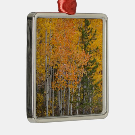 プロヴォリバーと《植物》アスペンの木 メタルオーナメント (右)