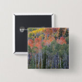 プロヴォリバーと《植物》アスペンの木 缶バッジ (正面&裏面)