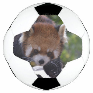 プローリングレッドパンダ サッカーボール