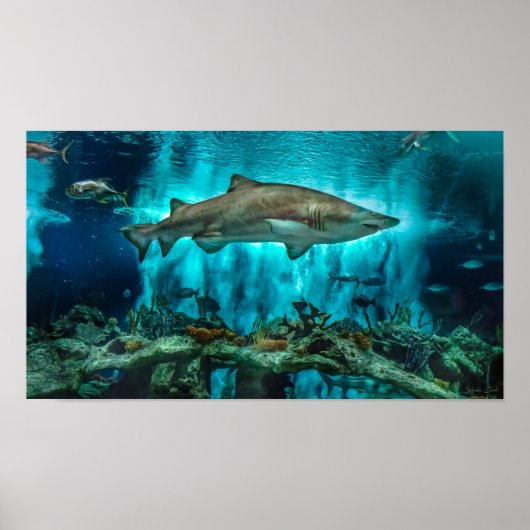 プロールのサメ ポスター (正面)