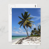 プンタカナ、ドミニカ共和国、ココナッツヤシの木 ポストカード (正面/裏面)