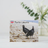 プンタカフイタの黒いハゲワシ – コスタリカ ポストカード (スタンド正面)