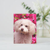 プーかわいらしル ポストカード (スタンド正面)