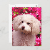 プーかわいらしル ポストカード (正面/裏面)