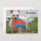 プーチ， -slyken- ポストカード (正面/裏面)