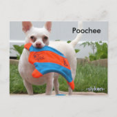 プーチ， -slyken- ポストカード (正面)