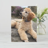 プードルのサンキューカード サンキューカード (スタンド正面)