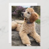 プードルのサンキューカード サンキューカード (正面/裏面)