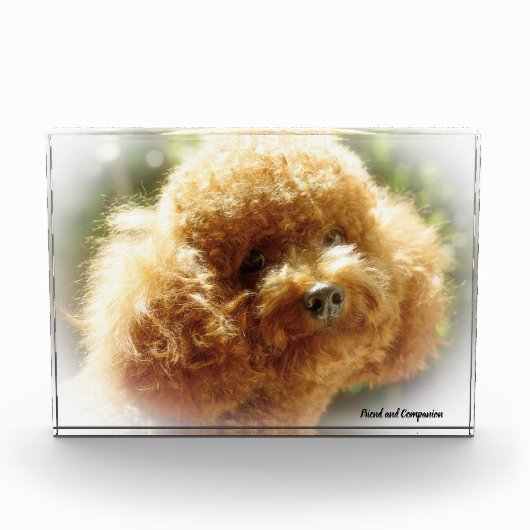 プードルの犬 フォトブロック (正面)
