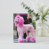 プードルデイ2010 #11 ポストカード (スタンド正面)