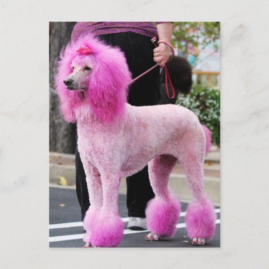 プードルデイ2010 #11 ポストカード (正面)